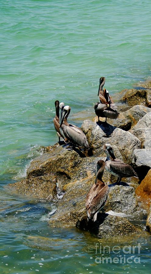 Pelicans at Ft Desoto Tampa Photograph by Sheryl Unwin