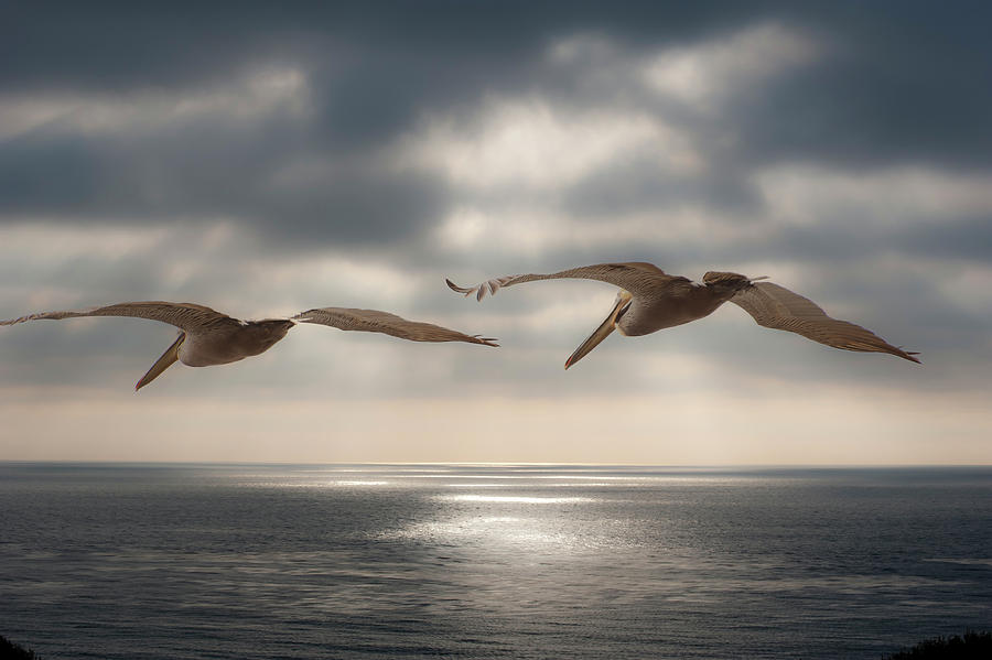 Pelicans Going Home Photograph by Windy Osborn