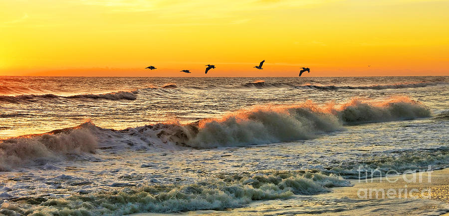 Pelicans at Sunrise  4694 2nd b Photograph by Jack Schultz