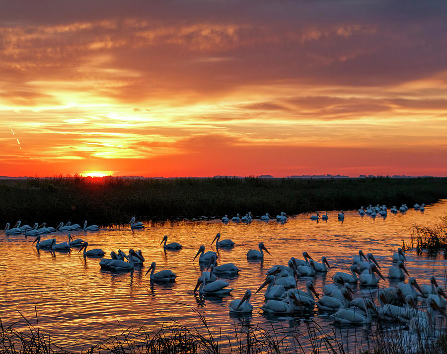 Pelicans at Sunrise Photograph by Rob Graham