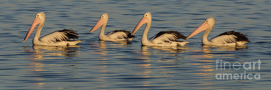 Pelicans at Sunset  Photograph by Werner Padarin