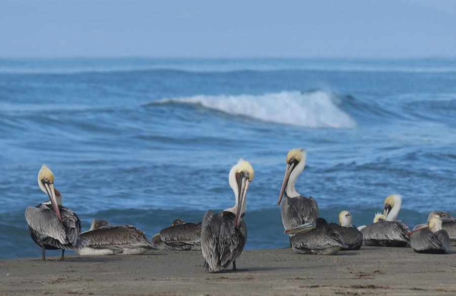 Pelicans at the Beach - 2 Photograph by Christy Pooschke