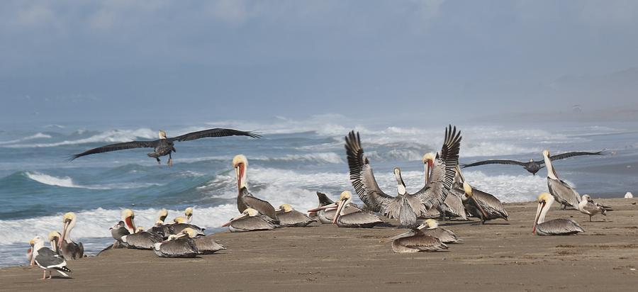 Pelicans at the Beach  Photograph by Christy Pooschke