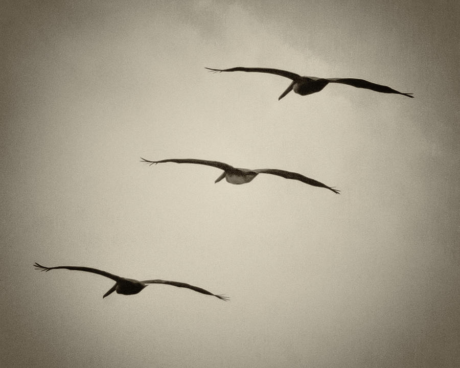 Pelicans Away Photograph