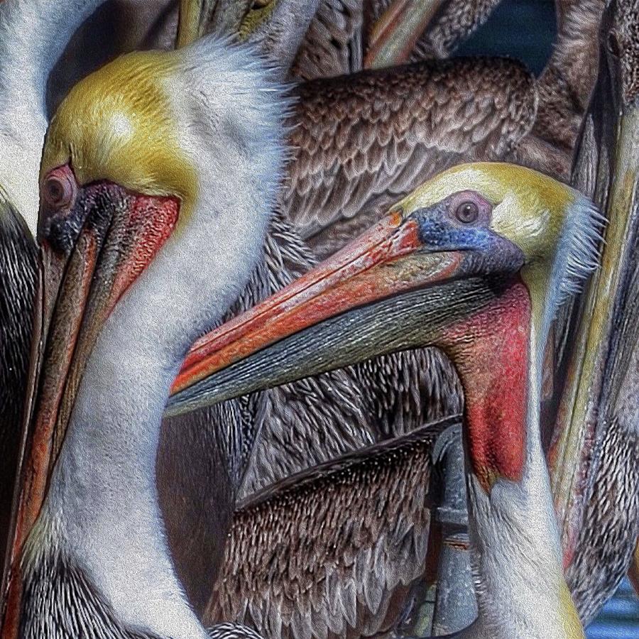 Pelicans Photograph by Bill Owen