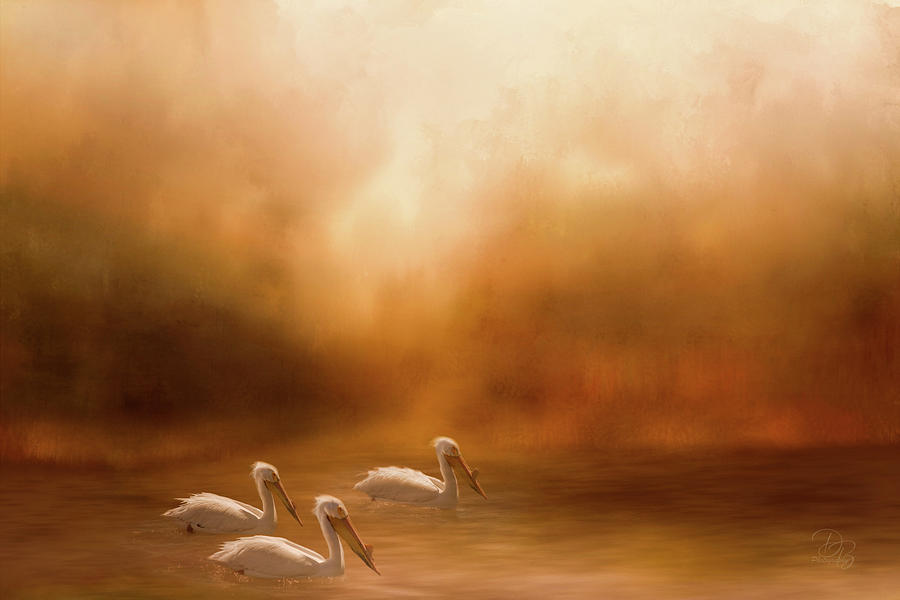 Pelicans Photograph by Debra Boucher