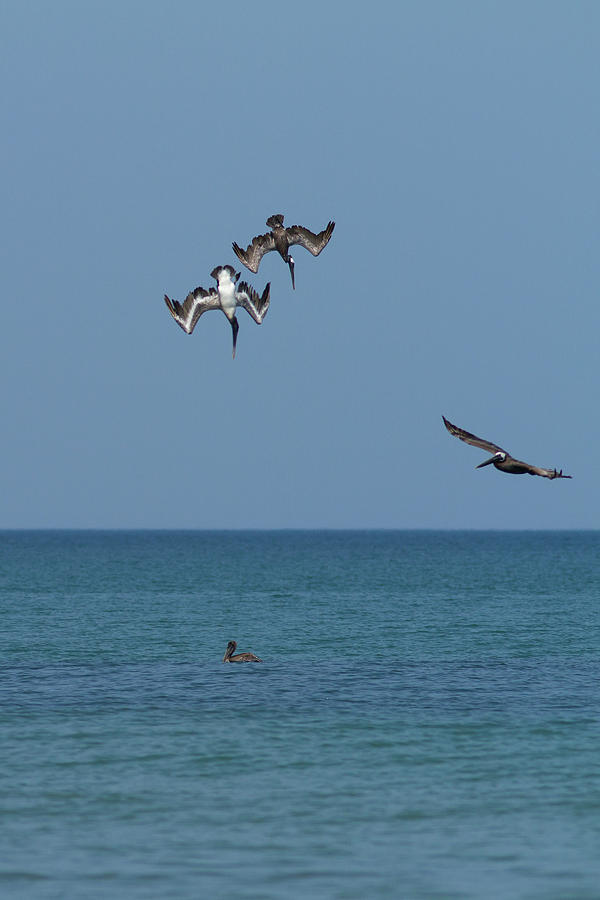 Pelicans Diving Photograph by Paul Rebmann