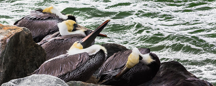 Pelicans Photograph by Ed Gleichman