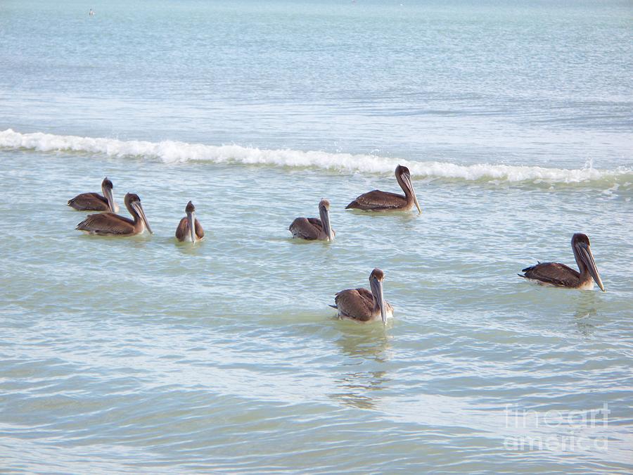 Pelican Photograph - Pelicans by Elizabeth Klecker