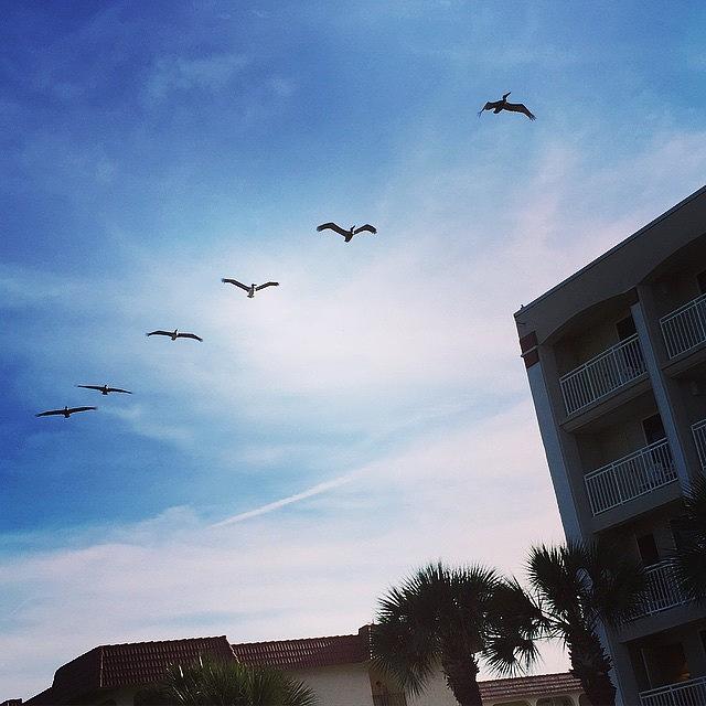 Florida Photograph - Pelicans! #florida #saintaugustine by Tammy Wetzel