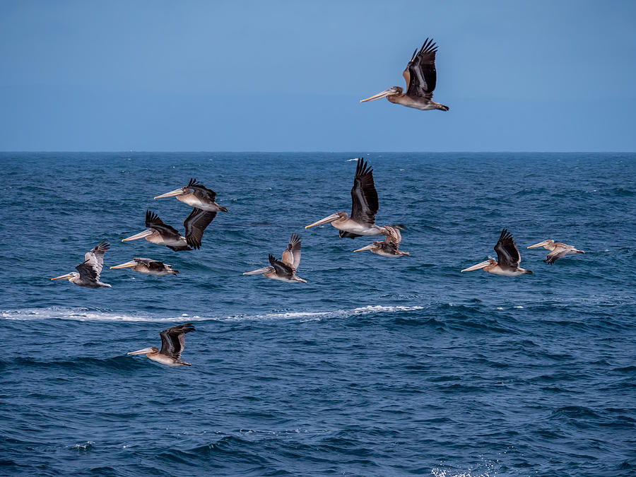 Pelicans Fly Over the Water Photograph by Derek Dean