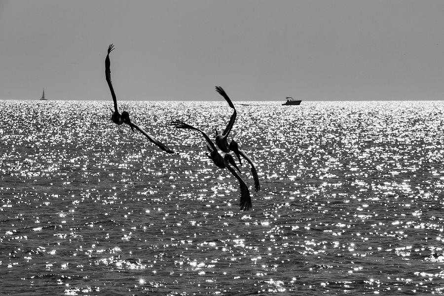 Pelicans Flying By - Black and White Photograph by Bob Slitzan