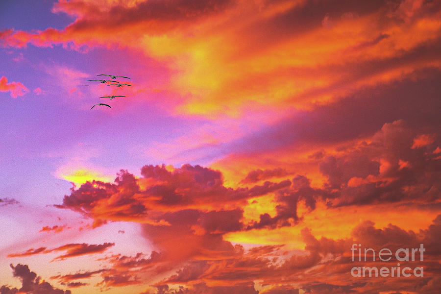 Pelicans Flying into Sunset  Photograph by David Zanzinger