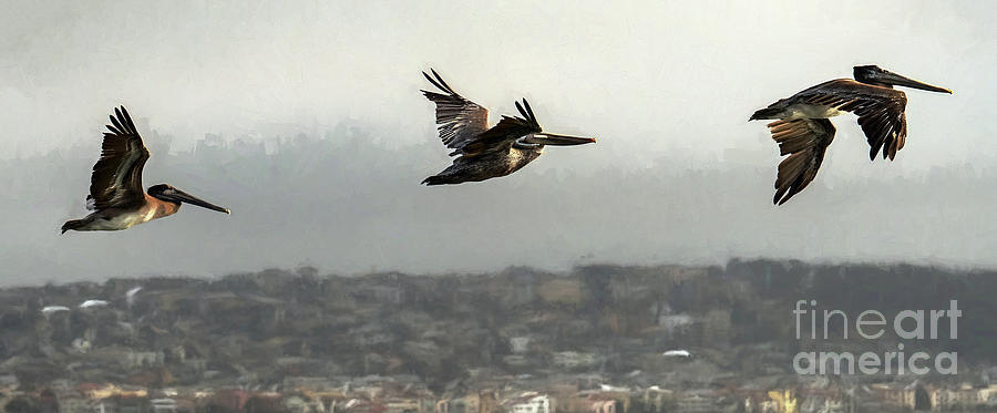 Pelicans Flying over San Francisco Bay Photograph by David Oppenheimer