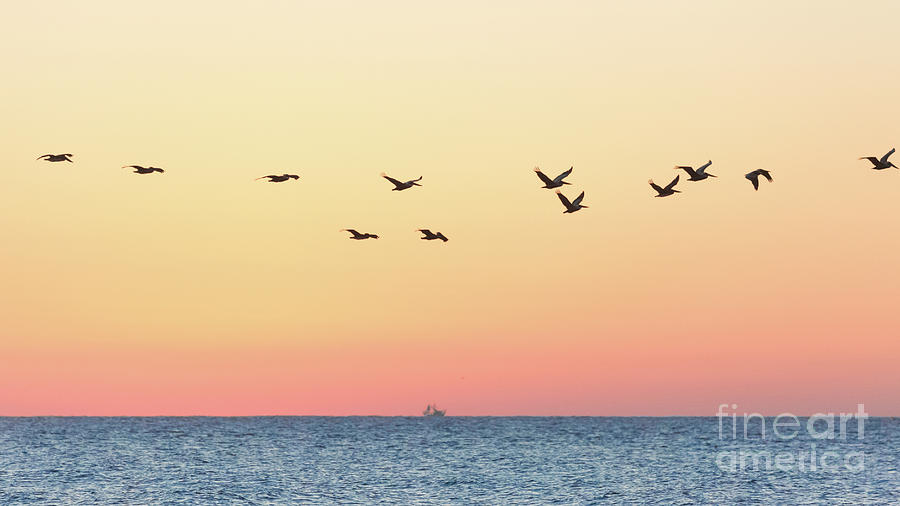 A Dozen Pelicans Flying over the Ocean Photograph by Robert Loe