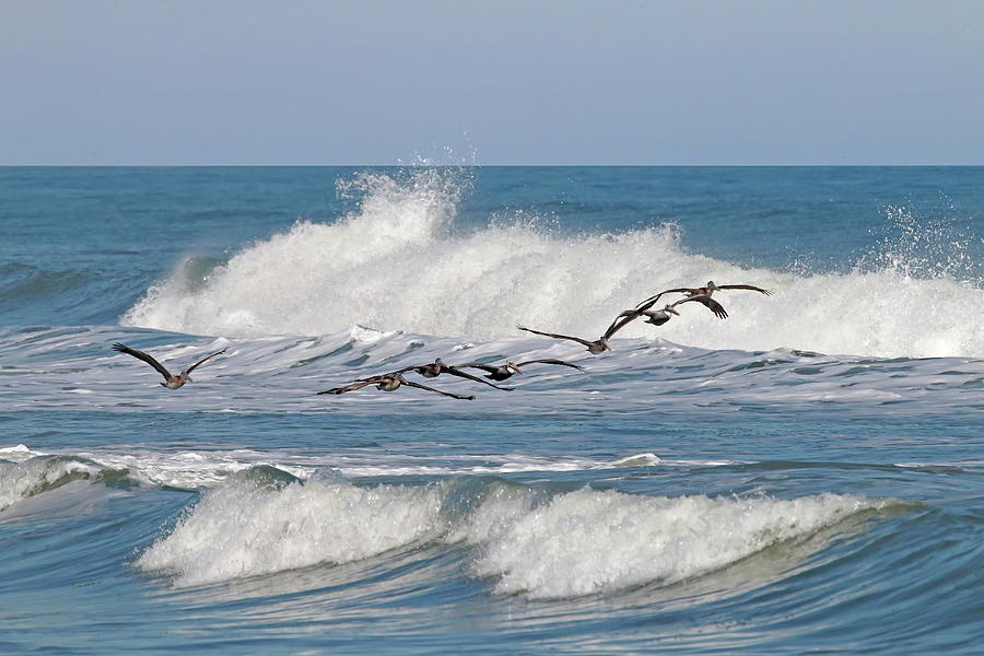 Pelicans Flying Over The Waves Photograph by Daniel Caracappa - Pixels