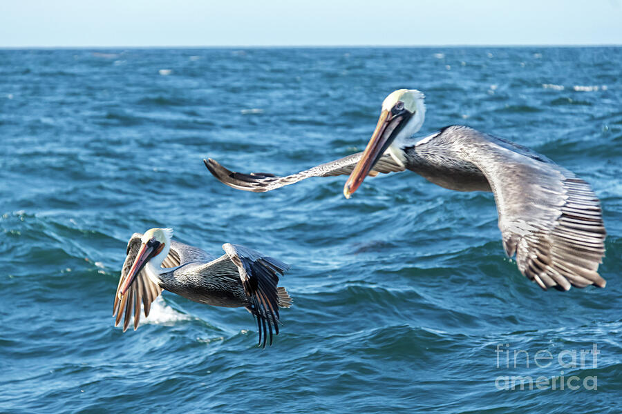 Pelicans Flying Photograph by Robert Bales
