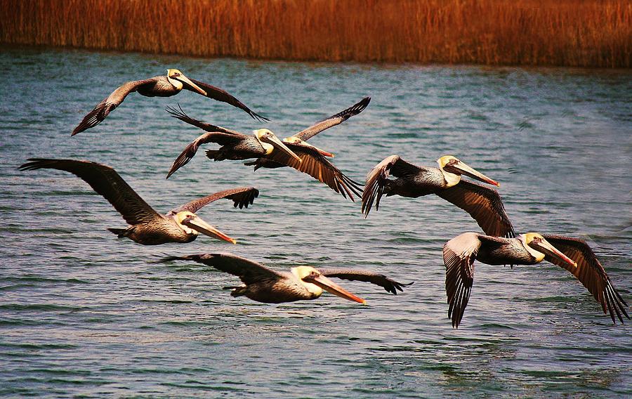 Pelican Photograph - Pelicans flying through the Marsh by Paulette Thomas