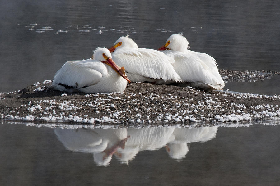 Yellowstone National Park Photograph - Pelicans by Gary Beeler