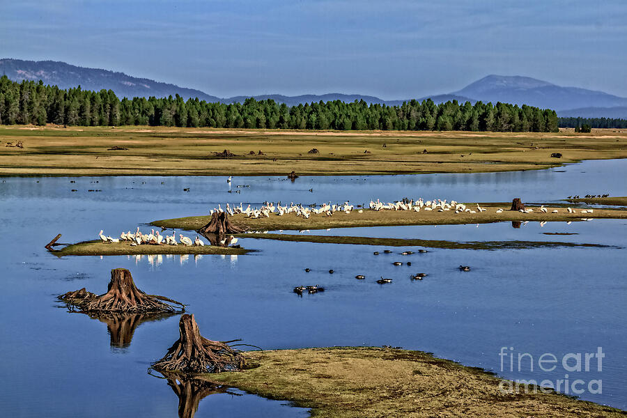 Wildlife Photograph - Pelicans Gathering by Robert Bales