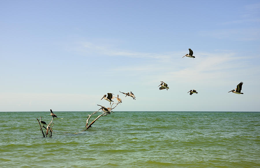 Pelicans Photograph by Gouzel -