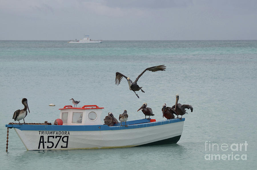 Pelicans Hanging Out on a Wooden Fishing Boat in Aruba Photograph by DejaVu Designs