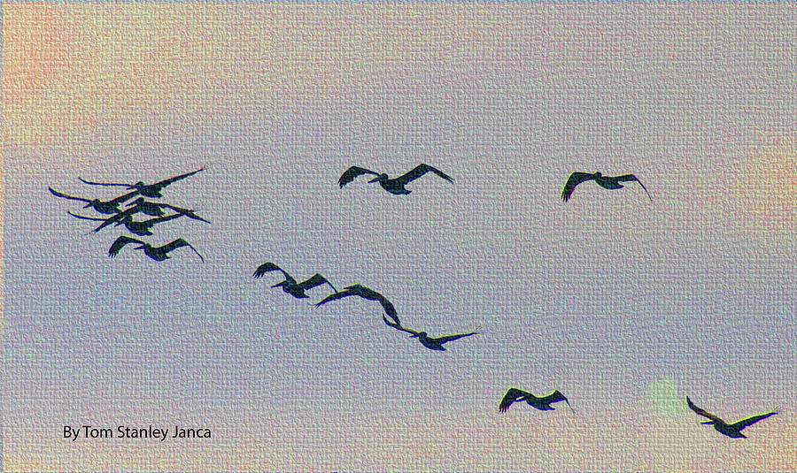 Pelicans Heading Home After Fishing All Day Digital Art by Tom Janca