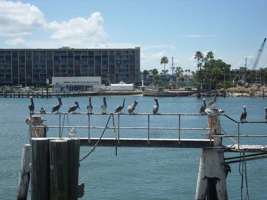 Pelicans in a Row Photograph by Val Oconnor