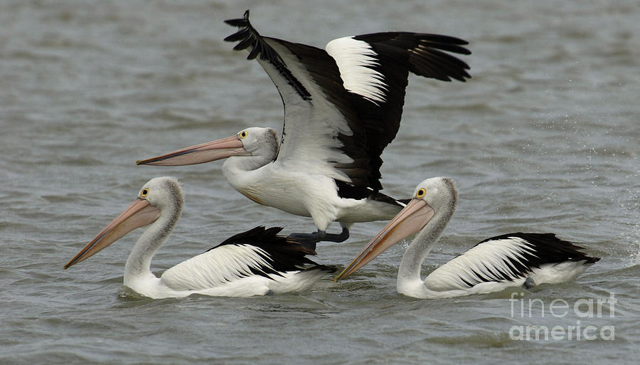 Pelicans Australia 4 Photograph by Bob Christopher