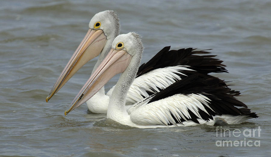 Pelicans Australia 5 Photograph by Bob Christopher