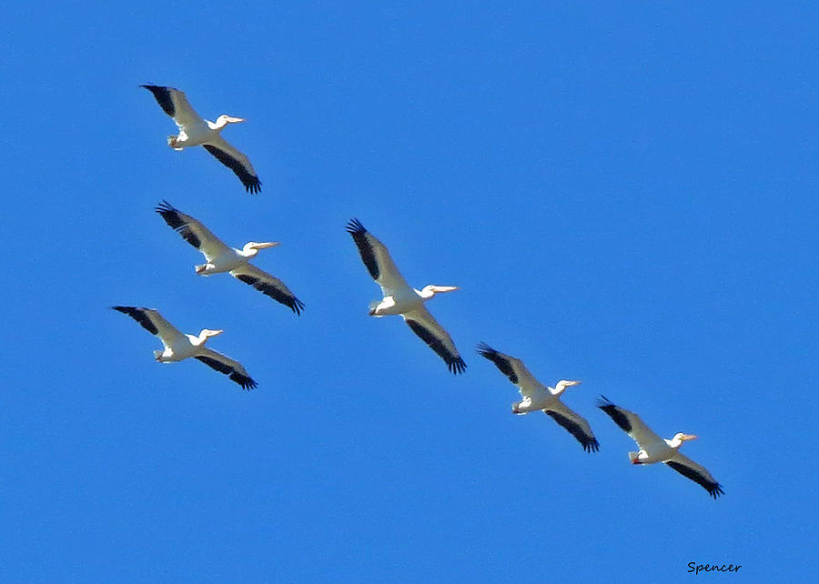 Pelicans in Blue Photograph by T Guy Spencer