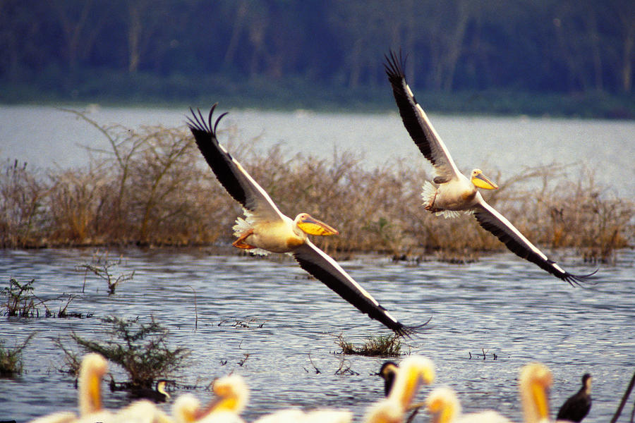 Bird Photograph - Pelicans in Flight by Carl Purcell