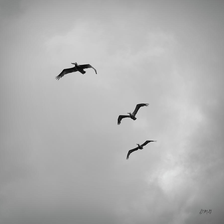 Pelicans in Flight I BW Photograph by David Gordon