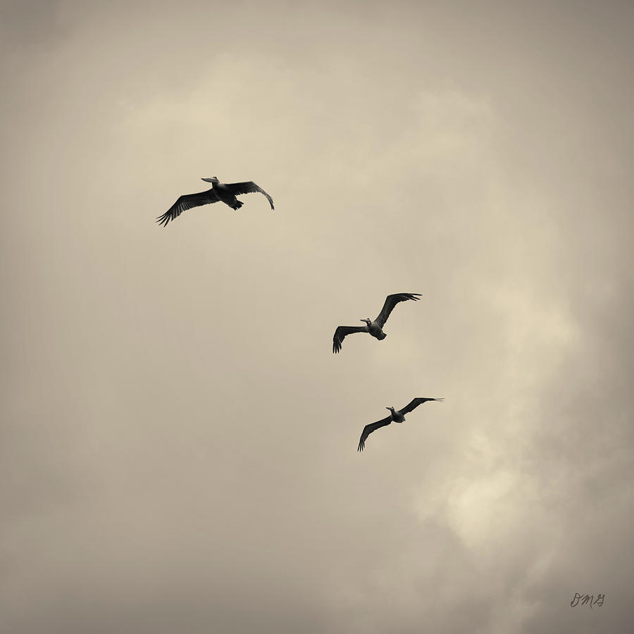 Pelicans in Flight I Toned Photograph by David Gordon