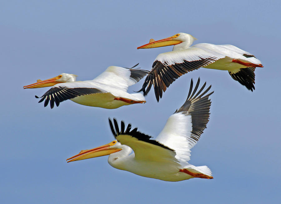 Pelicans in Flight Photograph by Michelle Halsey