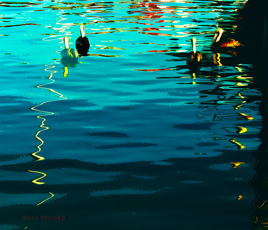 Pelicans in Key West Photograph by Susan Vineyard