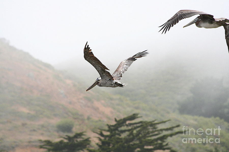 Pelicans in the Fog Photograph by Wingsdomain Art and Photography