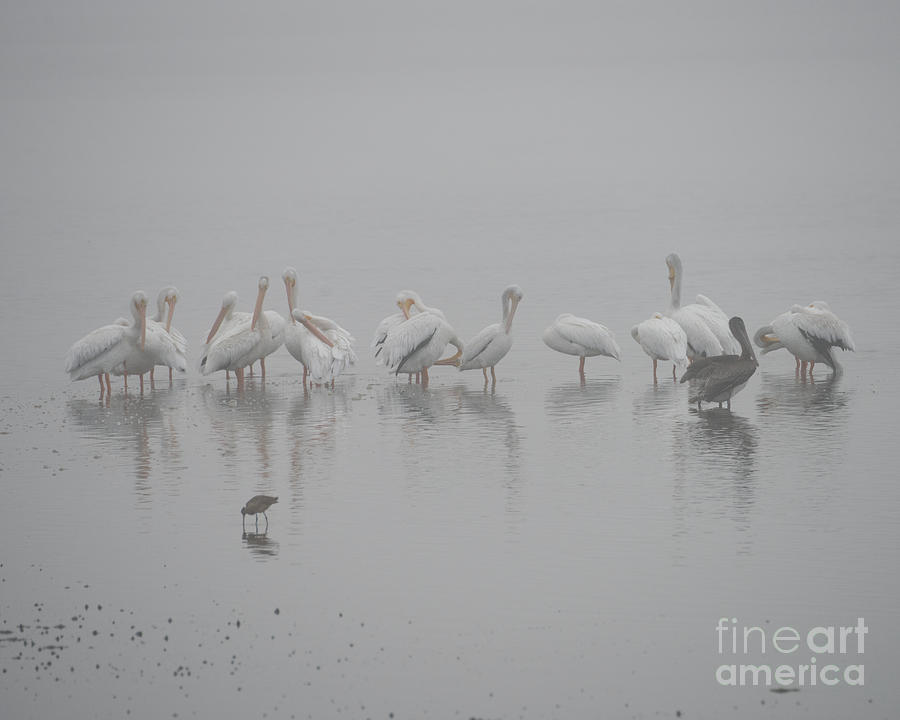 Pelicans in the Fog Photograph by Steven Natanson