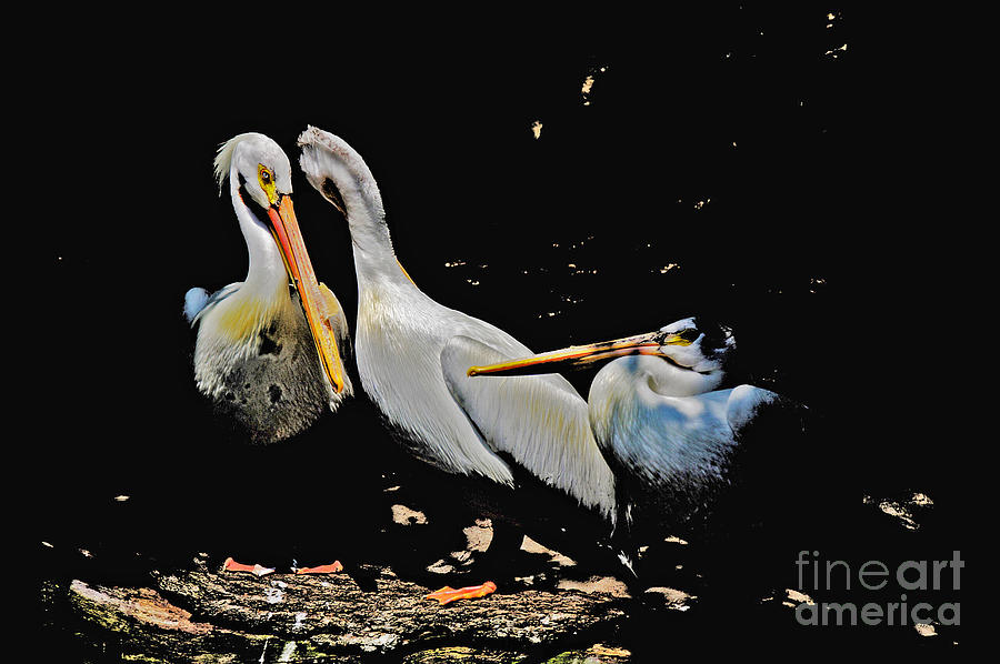Pelicans in the Sun Impressionistic 2 Photograph by David Frederick