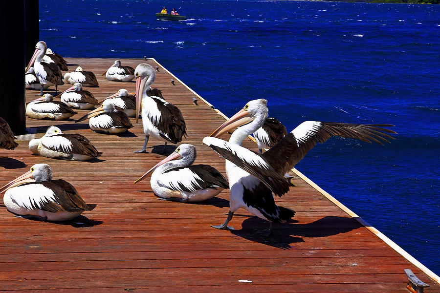 Pelican Photograph - Pelicans Landing 3 - Wings Down by Miroslava Jurcik