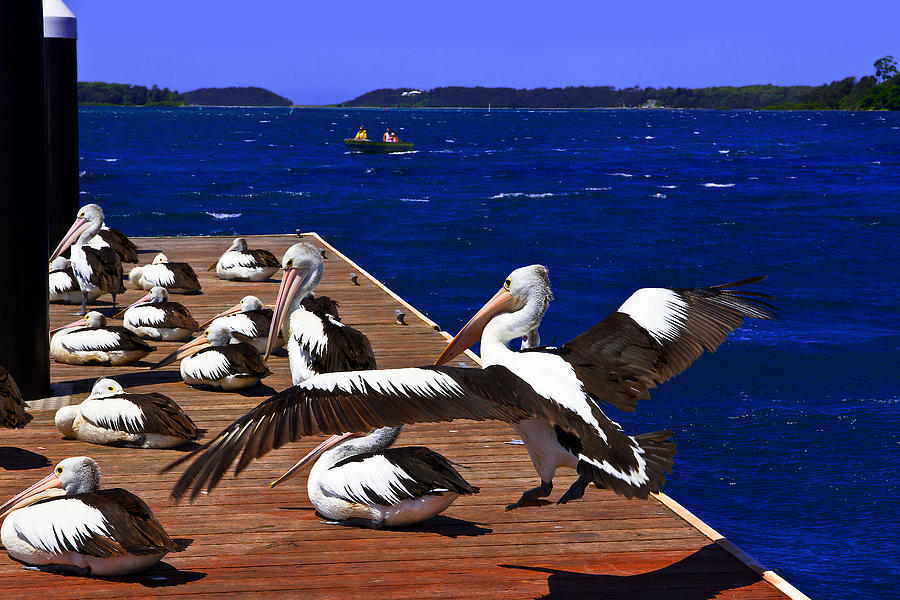Pelicans Landing  Before Touchdown Photograph by Miroslava Jurcik