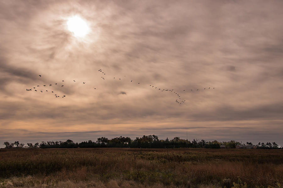 Pelican's Landing Photograph by Jerry Griffis - Fine Art America