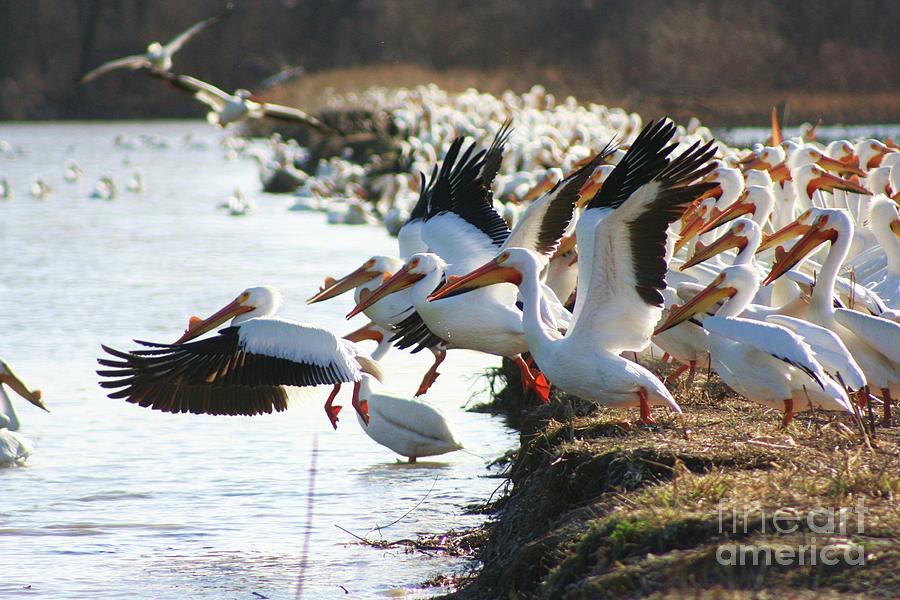 Fish Photograph - Pelicans Leaving by Shari Morehead