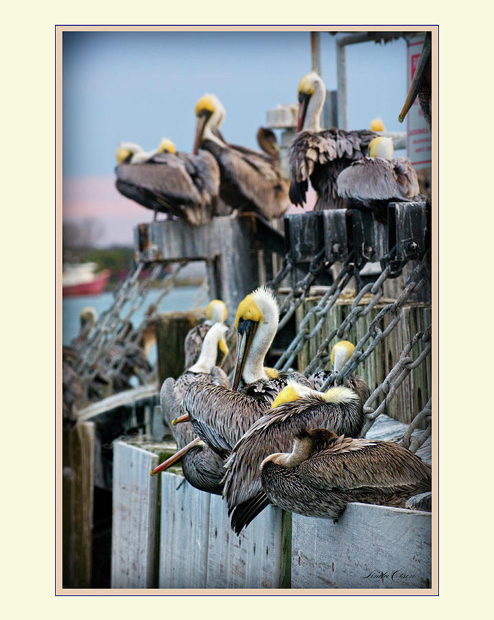 Pelicans Photograph by Linda Olsen