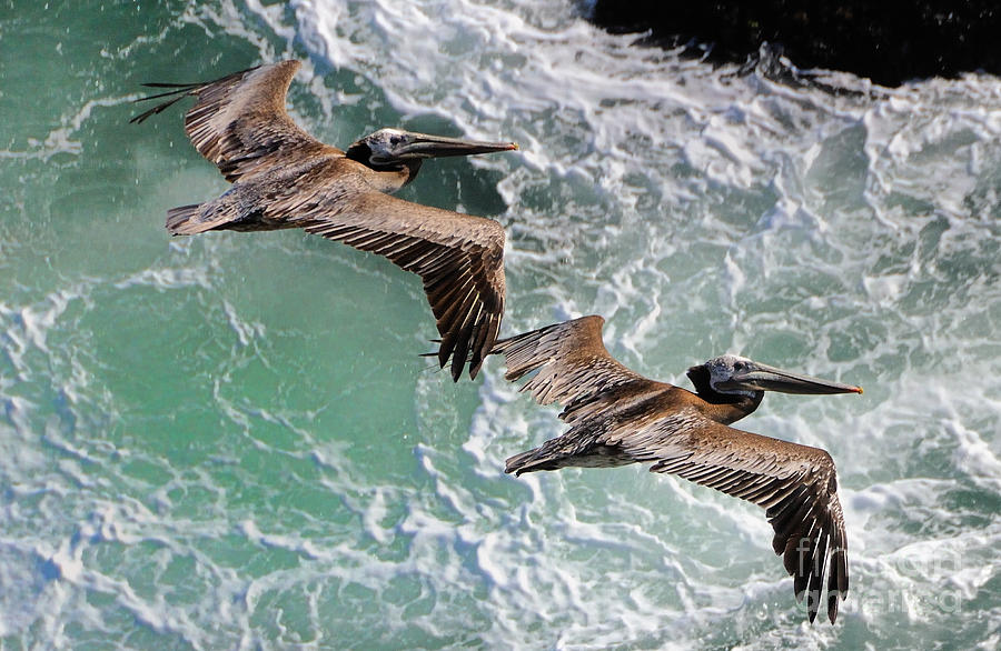 Pelicans Photograph by Marc Bittan