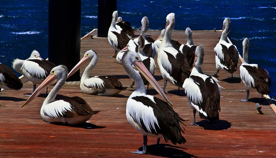 Pelican Photograph - Pelicans Meet Up Group by Miroslava Jurcik