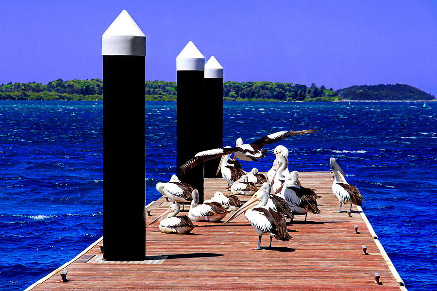 Pelican Photograph - Pelicans Meeting At The Pier Of Greenwell Point by Miroslava Jurcik