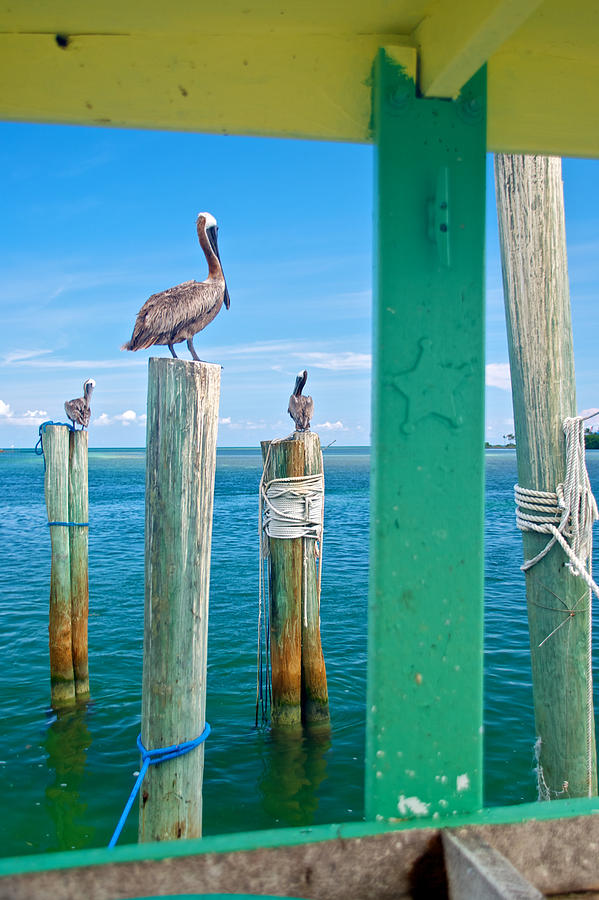 Key Photograph - Pelicans by Mike Horvath