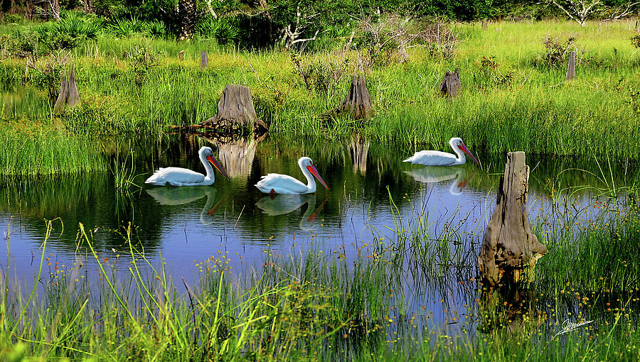 Pelicans of Buttonwood Marsh Photograph by Phil Jensen