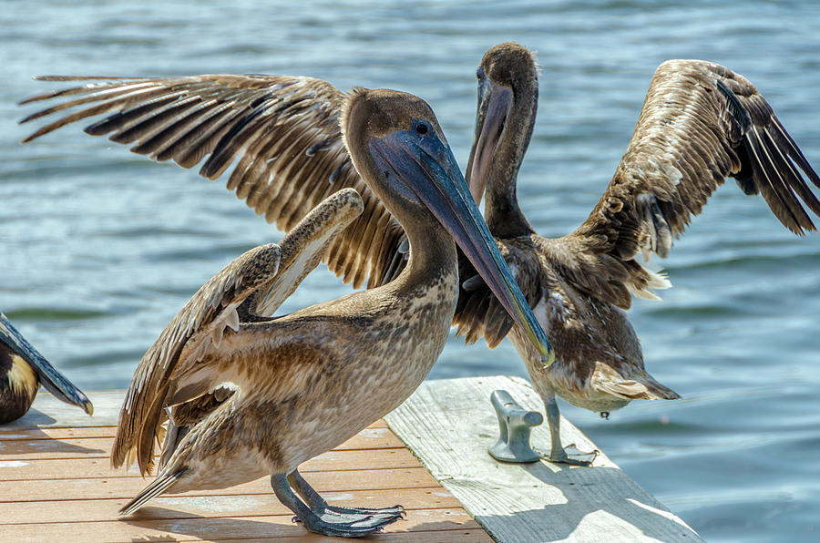 Pelicans of Lantana Photograph by Wolfgang Stocker